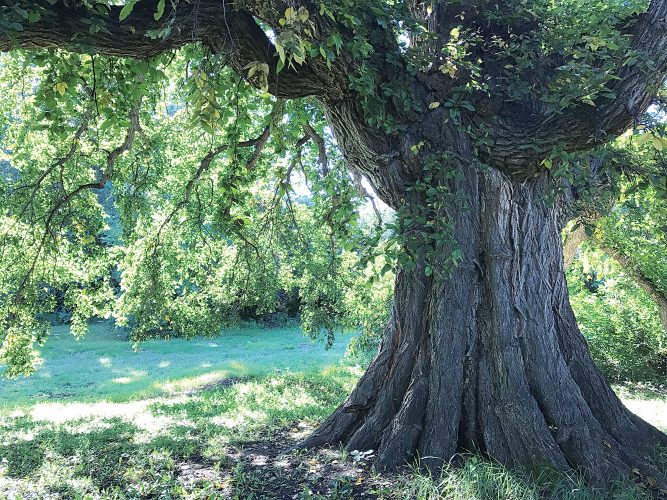 Some trees are champions in North Dakota News, Sports, Jobs Minot